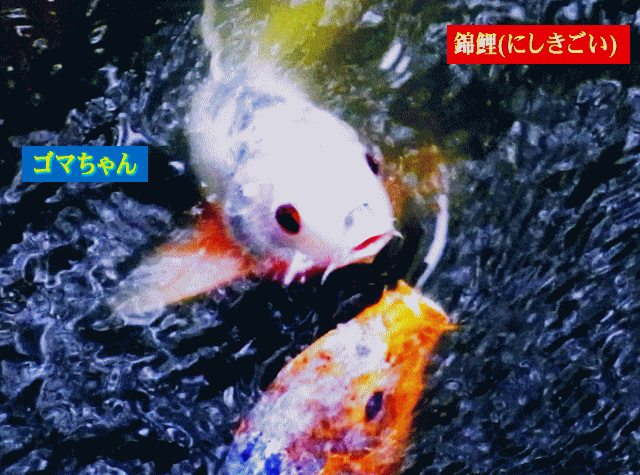 錦鯉　ゴマちゃんと橙色のコイ(鯉)