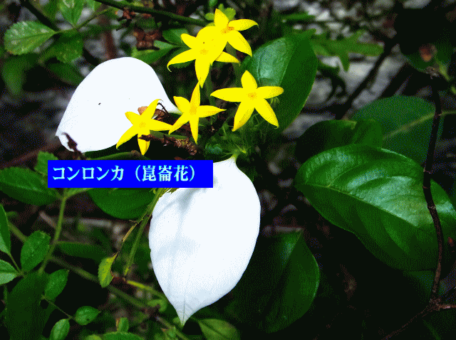  コンロンカ（崑崙花　こんろんか）白い葉