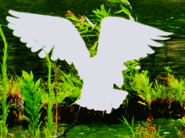 白鷺　　飛翔 