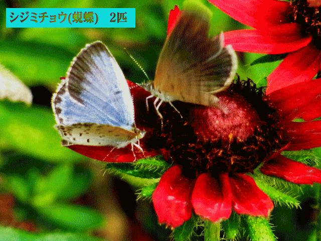 シジミチョウ(蜆蝶)　２匹　ひとつの花の上で