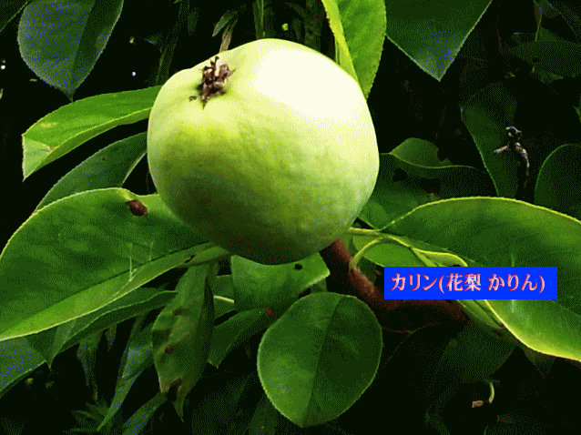 カリン(花梨 かりん)の青い果実