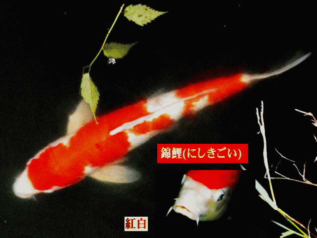 貫禄十分な紅白２色の錦鯉が、流し目
