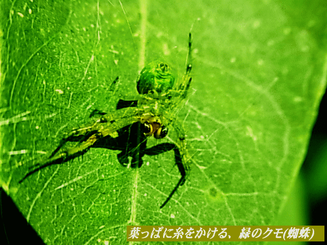 糸をかけみつめる   クモ(蜘蛛)　緑 