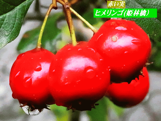 赤い実　姫林檎（ヒメリンゴ　ひめりんご）