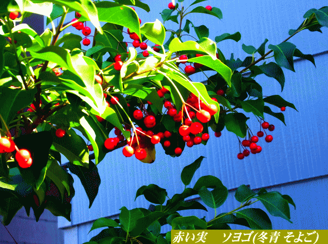 赤い実 ソヨゴ(冬青 そよご) モチノキ科 