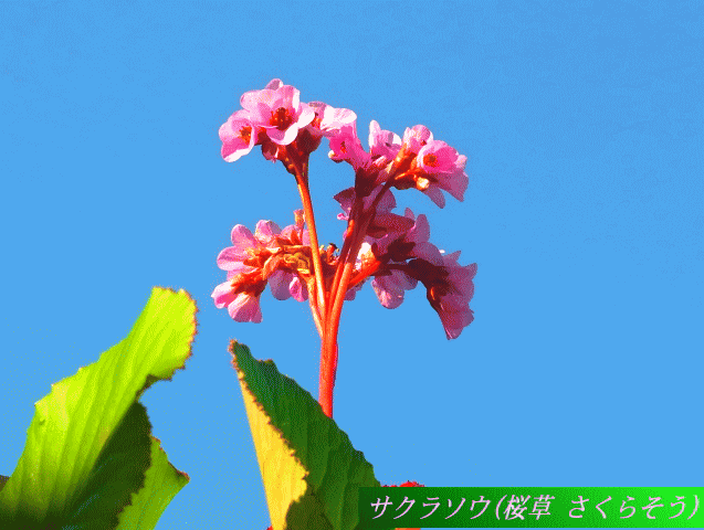 西洋桜草（セイヨウサクラソウ）