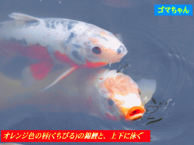 オレンジ色の唇(くちびる)の錦鯉と、上下に泳ぐ