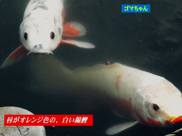 距離をとる、白い錦鯉の唇はオレンジ色