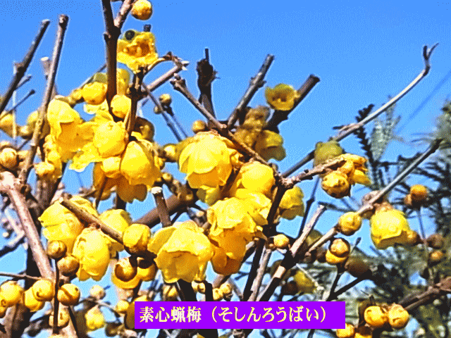 素心蝋梅（そしんろうばい）かぐわしい黄花
