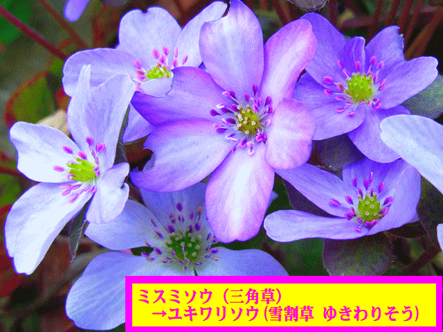 ミスミソウ（三角草）→ユキワリソウ(雪割草)　薄紫