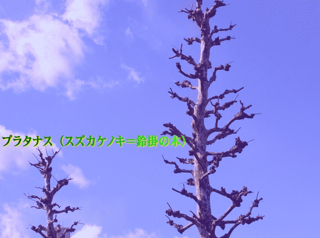 プラタナス（スズカケノキ＝鈴掛の木）-1