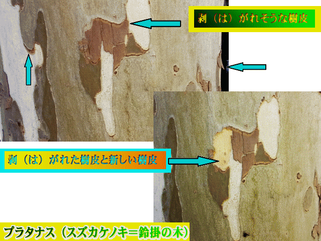 プラタナス-3 剥がれた樹皮と新しい樹皮