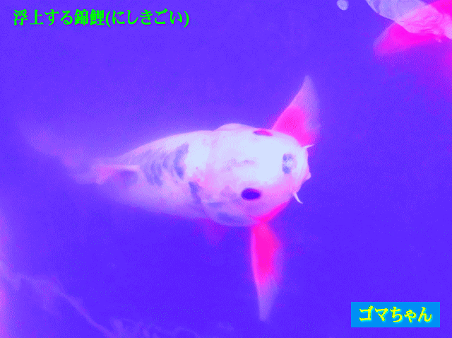 浮上する白い錦鯉(にしきごい)、ゴマちゃん