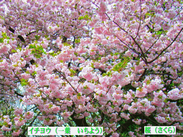 イチヨウ（一葉　いちよう） 桜（さくら）