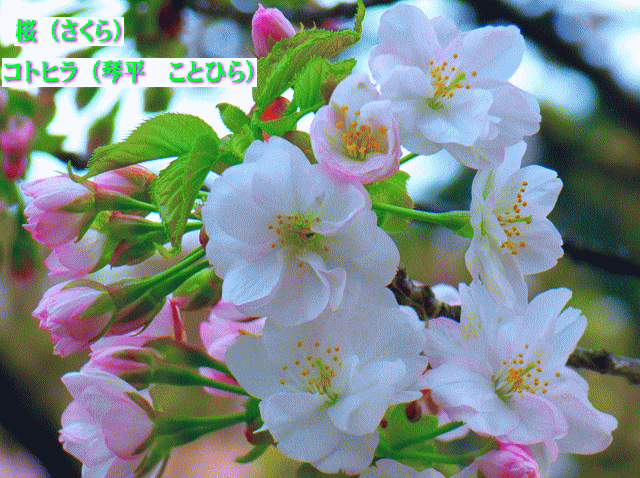 コトヒラ（琴平　ことひら）　桜（さくら）