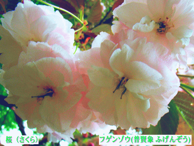 フゲンゾウ(普賢象 ふげんぞう )　桜（さくら）