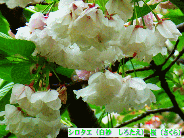 シロタエ（白妙　しろたえ）　桜（さくら）