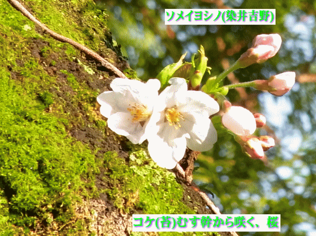 ソメイヨシノ(染井吉野) コケ(苔)むす幹から咲く、桜