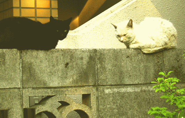 よりそい眠る、白猫と黒猫