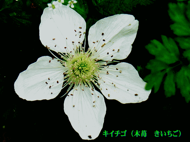 キイチゴ（木苺　きいちご）　白い花