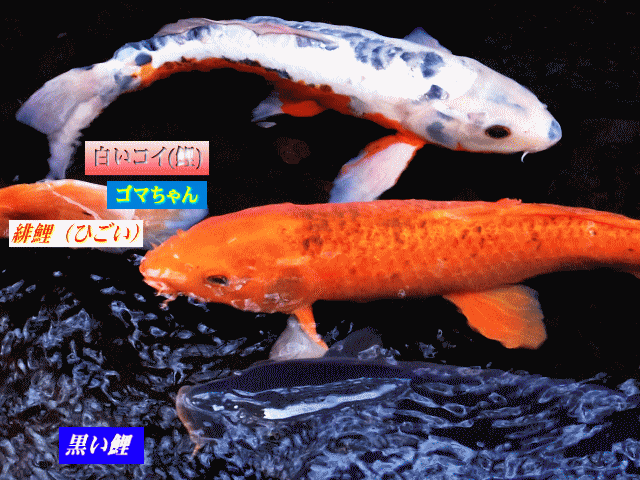黒い鯉（真鯉＝まごい）、赤い鯉＝緋鯉、白い鯉＝錦鯉