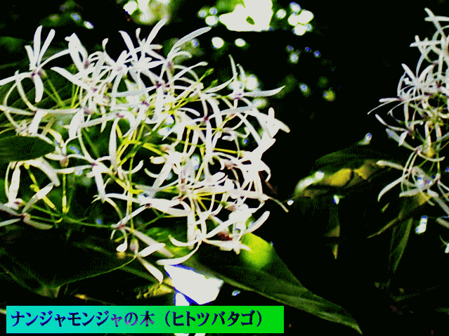 ナンジャモンジャの花 （ヒトツバタゴ）
