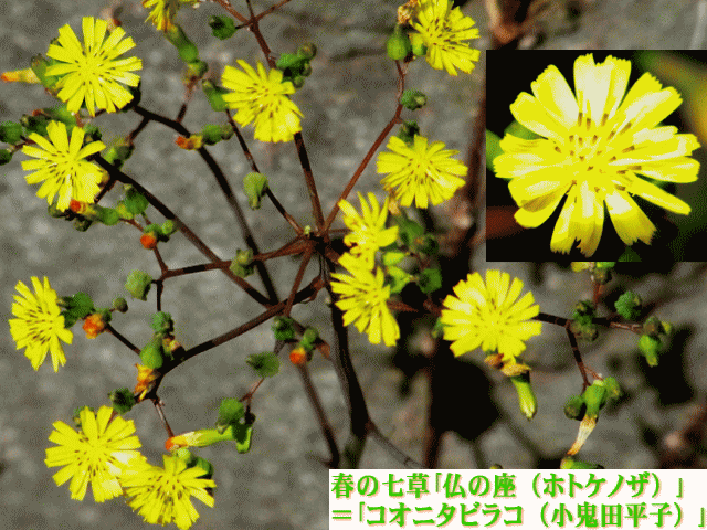 春の七草｢仏の座｣＝コオニタビラコ（小鬼田平子）