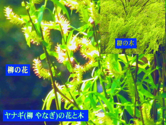 ヤナギ(柳 やなぎ)の葉と花
