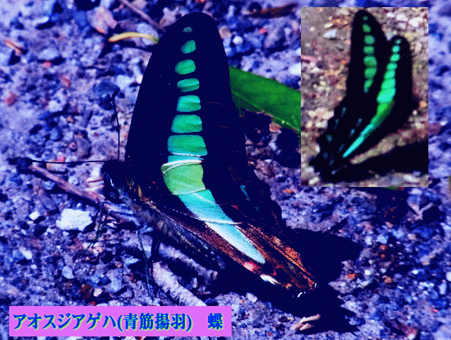 アオスジアゲハ(青筋揚羽)　蝶