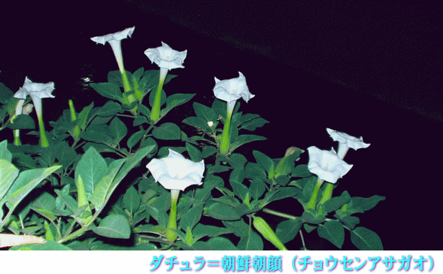 ダチュラ＝朝鮮朝顔（チョウセンアサガオ）白い花