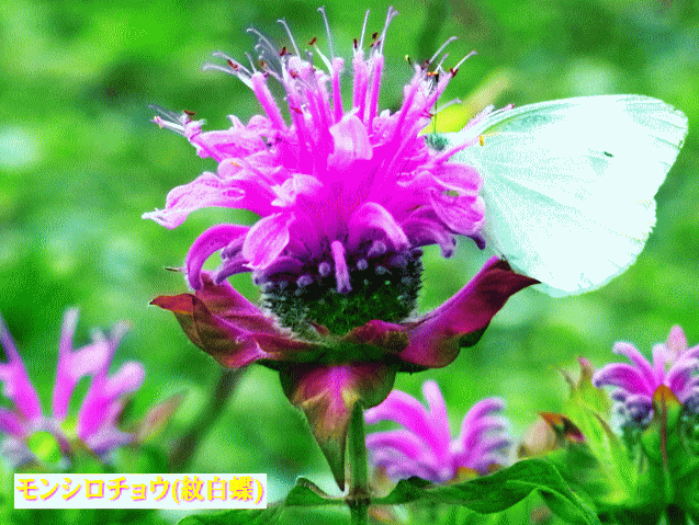 モンシロチョウ(紋白蝶)と紅い花-1