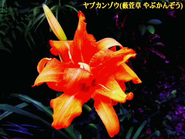 ヤブカンゾウ(藪萓草 やぶかんぞう) 橙色