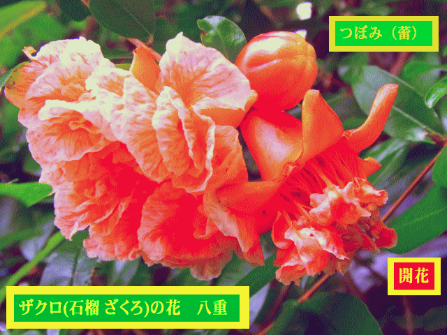 ザクロ(石榴)-2 つぼみ（蕾）と花