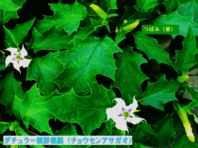 ダチュラ 木立朝鮮朝顔-1　つぼみ（蕾）開花