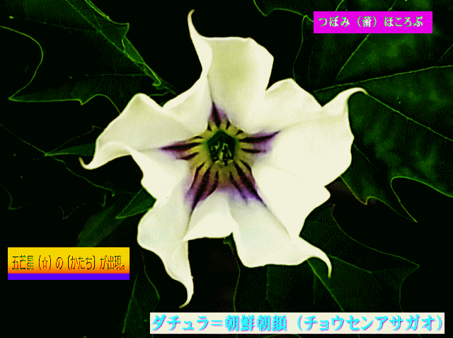 ダチュラ　開花につれ紫の五芒星（☆）が出現　木立朝鮮朝顔