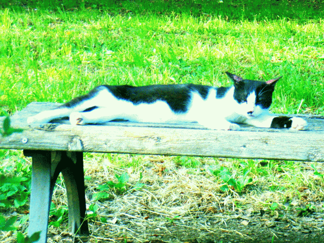 緑の森林で昼寝する白黒猫