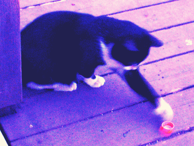 赤いキャップで遊ぶ、白黒猫