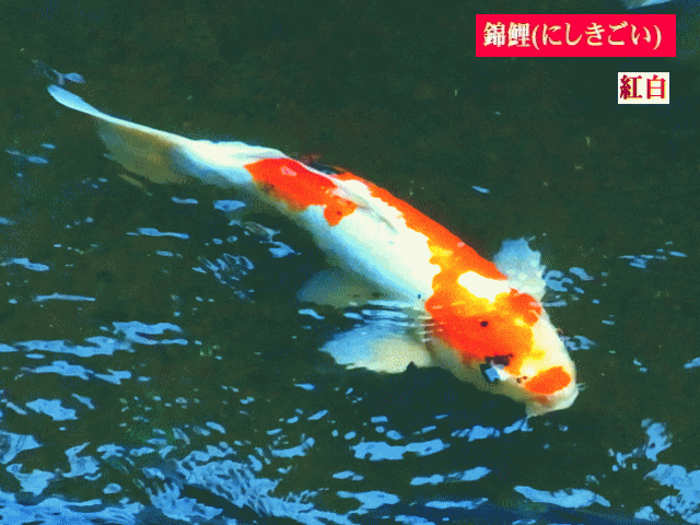 川を泳ぐ、紅白の錦鯉