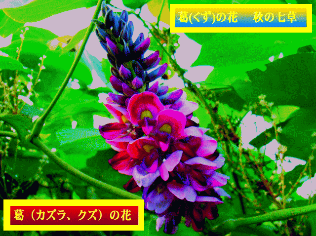 葛（カズラ､クズ）の花