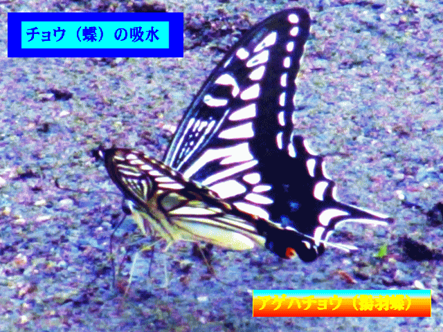 蝶の吸水   アゲハチョウ（揚羽蝶）