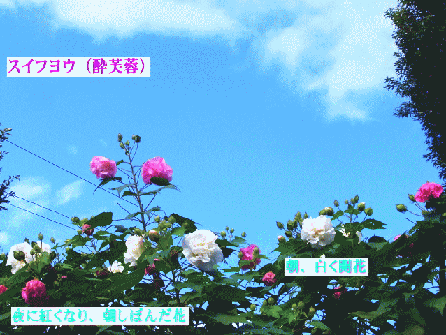 スイフヨウ（酔芙蓉）-3 　朝の青空、白い花
