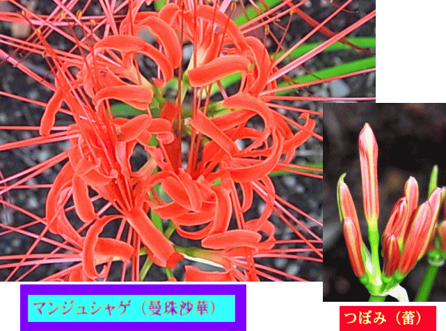 マンジュシャゲ（曼珠沙華）-2 蕾と開花