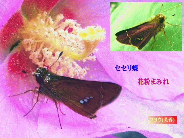 セセリ蝶　 花粉まみれ
