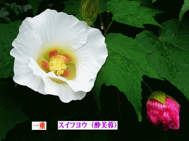スイフヨウ（酔芙蓉）　一重、白い花