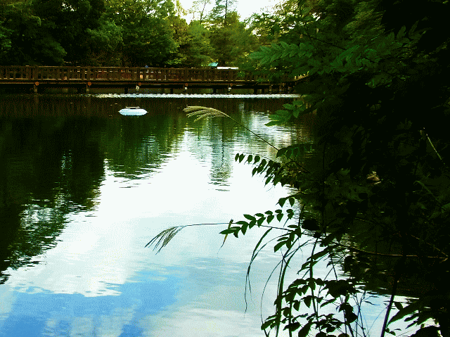 秋空がうつる池に、ススキ(薄 すすき)