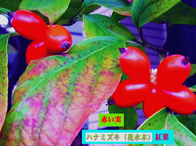 紅葉と赤い実　ハナミズキ(花水木)