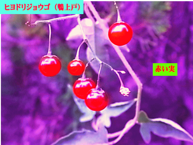 ヒヨドリジョウゴ（鵯上戸） 赤い実