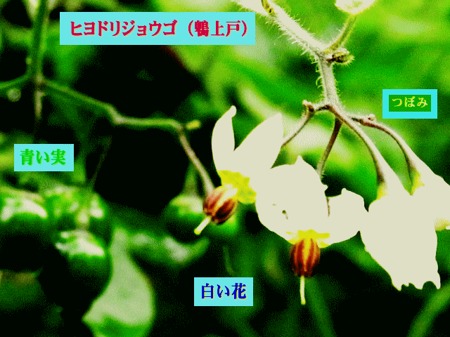 ヒヨドリジョウゴ（鵯上戸）  つぼみ 白い花 青い実