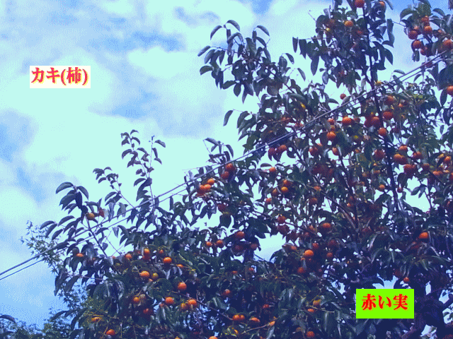 秋空に伸び広がる　柿の木