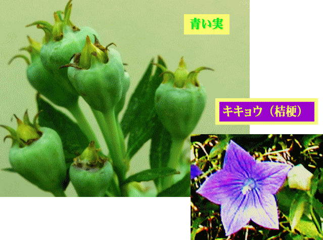青い実と紫の花 　キキョウ（桔梗）